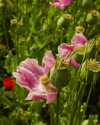 Mohnblüte in Germerode